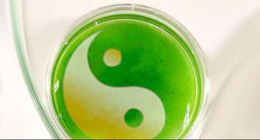 f61f3c8f7e557c52513db9b7cf0ec75d